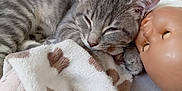 Ariel participe au concours pour gagner de l'argent avec cette photo : animal, bed, blanket, cat, closeup, cozy, cute, doll, fur, gray, home, indoor, kitten, nap, pet, resting, sleeping, soft, striped, toy
