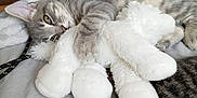 Ariel participe au concours pour gagner de l'argent avec cette photo : cat, kitten, gray_tabby, stuffed_toy, white_plush, bed, pillow, cuddling, sleepy, domestic_cat, fur, whiskers, nap, pet, indoor, relaxation, cute, animal, soft, comfort