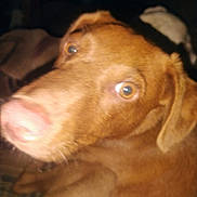 Boss is registered to the contest to win money with this photo: dog, brown, close_up, pet, animal, indoor, nose, fur, ears, eyes, face, blur, dim_light, portrait, canine, looking, curious, domestic_animal, companion, snout