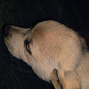 Mac joined the competition — help win amazing prizes! animal, brown, calm, canine, closeup, dog, domestic_animal, ear, fur, head, indoor, muzzle, peaceful, pet, portrait, quiet, resting, side_profile, sleeping, texture