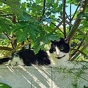 Ozzy is registered to the contest to win money with this photo: cat, black_and_white_cat, animal, pet, outdoor, garden, greenery, leaves, sunlight, shadow, concrete, tree, branch, relaxing, nature, feline, resting, close_up, daylight, flora