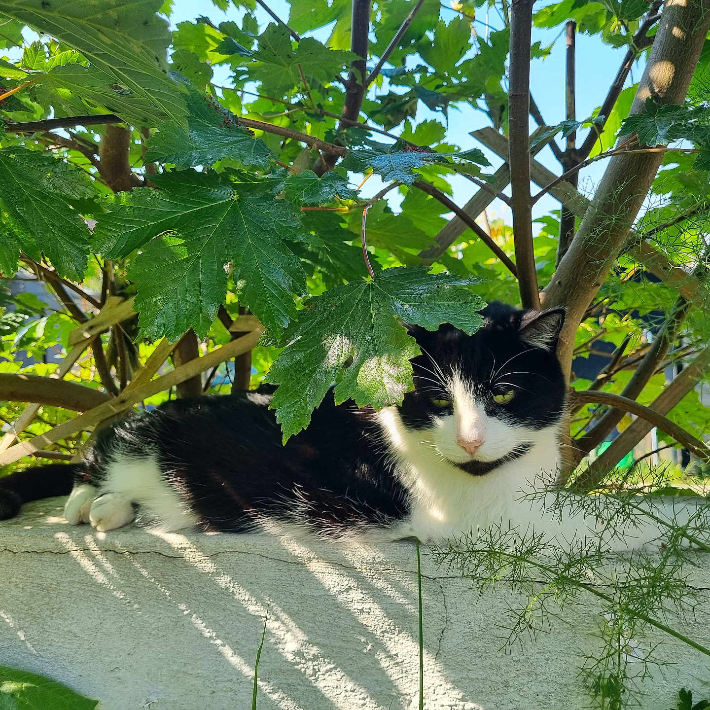 Ozzy