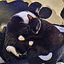 Luna is registered to the contest to win money with this photo: cat, tuxedo_cat, sleeping, curled_up, cozy, blanket, indoor, pet, fur, whiskers, paws, black_and_white, resting, animal, cute, domestic_cat, feline, companion, snuggle, relaxation