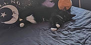 Luna joined the competition — help win amazing prizes! cat, black_and_white_cat, bed, pillow, moon, stars, indoor, resting, sleepy, cozy, feline, whiskers, paw, blanket, fabric, soft, cute, animal, domestic_cat, relaxing