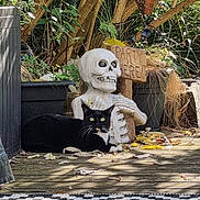 Luna joined the competition — help win amazing prizes! cat, black_cat, skeleton_statue, wooden_sign, garden, plants, outdoor, deck, leaves, sunlight, shadow, relaxing_cat, decor, whiskers, green_eyes, wood, nature, daylight, funny, animal