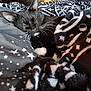 Luna joined the competition — help win amazing prizes! cat, black_and_white, sleeping, bed, blanket, whiskers, cozy, fur, indoor, feline, paw, resting, pattern, black, white, cute, domestic_animal, relaxation, soft, animal