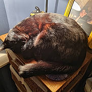 Dio joined the competition — help win amazing prizes! cat, black_cat, pet, animal, feline, fur, curled_up, resting, wooden_surface, basket, indoor, cozy, warm_light, portrait, table, decor, framed_art, shadow, tail, whiskers