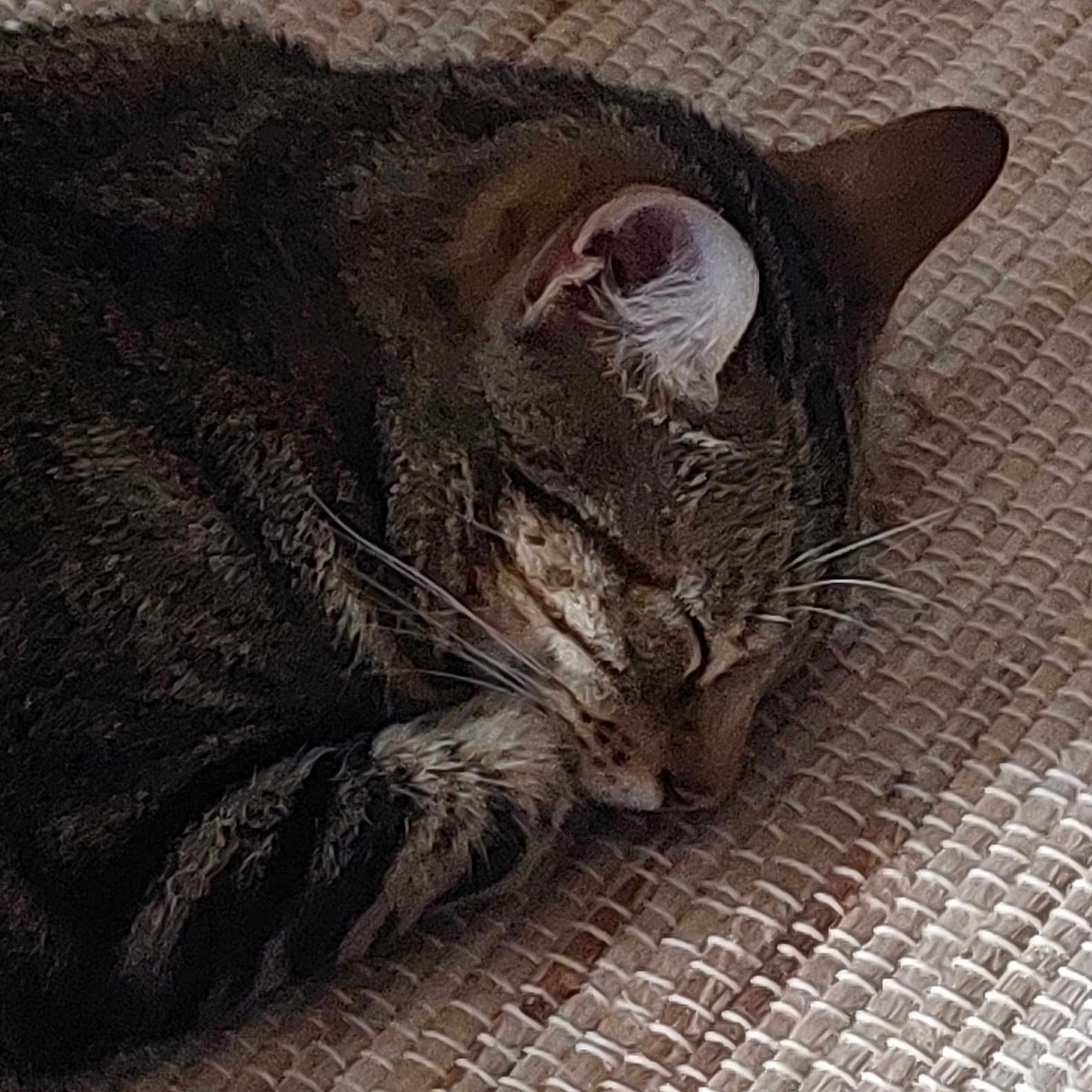 Tikky