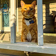 Buddy joined the competition — help win amazing prizes! cat, orange_tabby, pet, collar, porch, wooden_floor, wooden_railing, sunlight, shadow, outdoor, animal, feline, domestic_cat, closeup, sitting, daylight, house, door, decor, name_tag