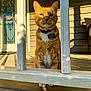 cat, orange_tabby, pet, collar, porch, wooden_floor, wooden_railing, sunlight, shadow, outdoor, animal, feline, domestic_cat, closeup, sitting, daylight, house, door, decor, name_tag