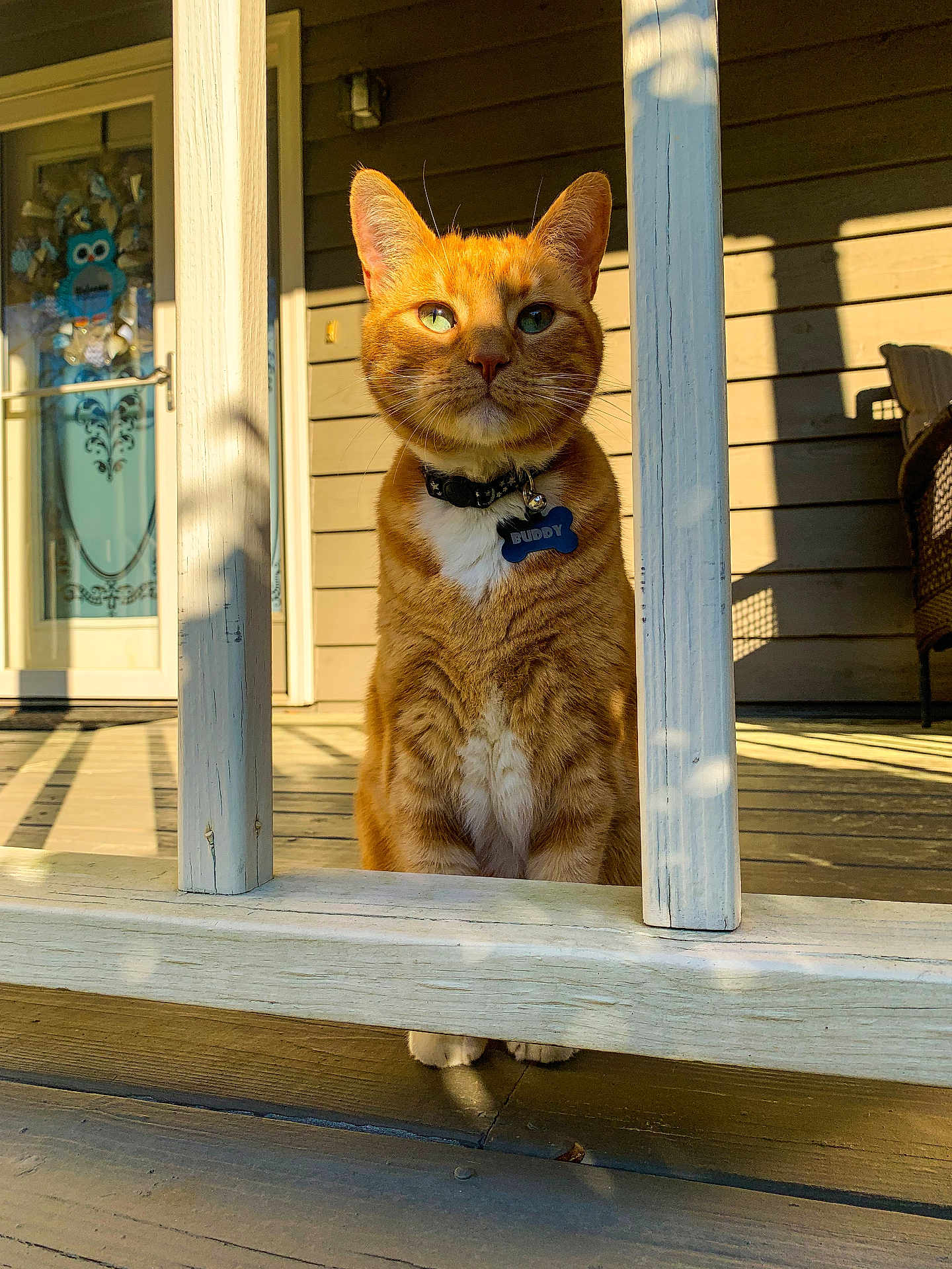 Buddy joined the competition — help win amazing prizes! cat, orange_tabby, pet, collar, porch, wooden_floor, wooden_railing, sunlight, shadow, outdoor, animal, feline, domestic_cat, closeup, sitting, daylight, house, door, decor, name_tag