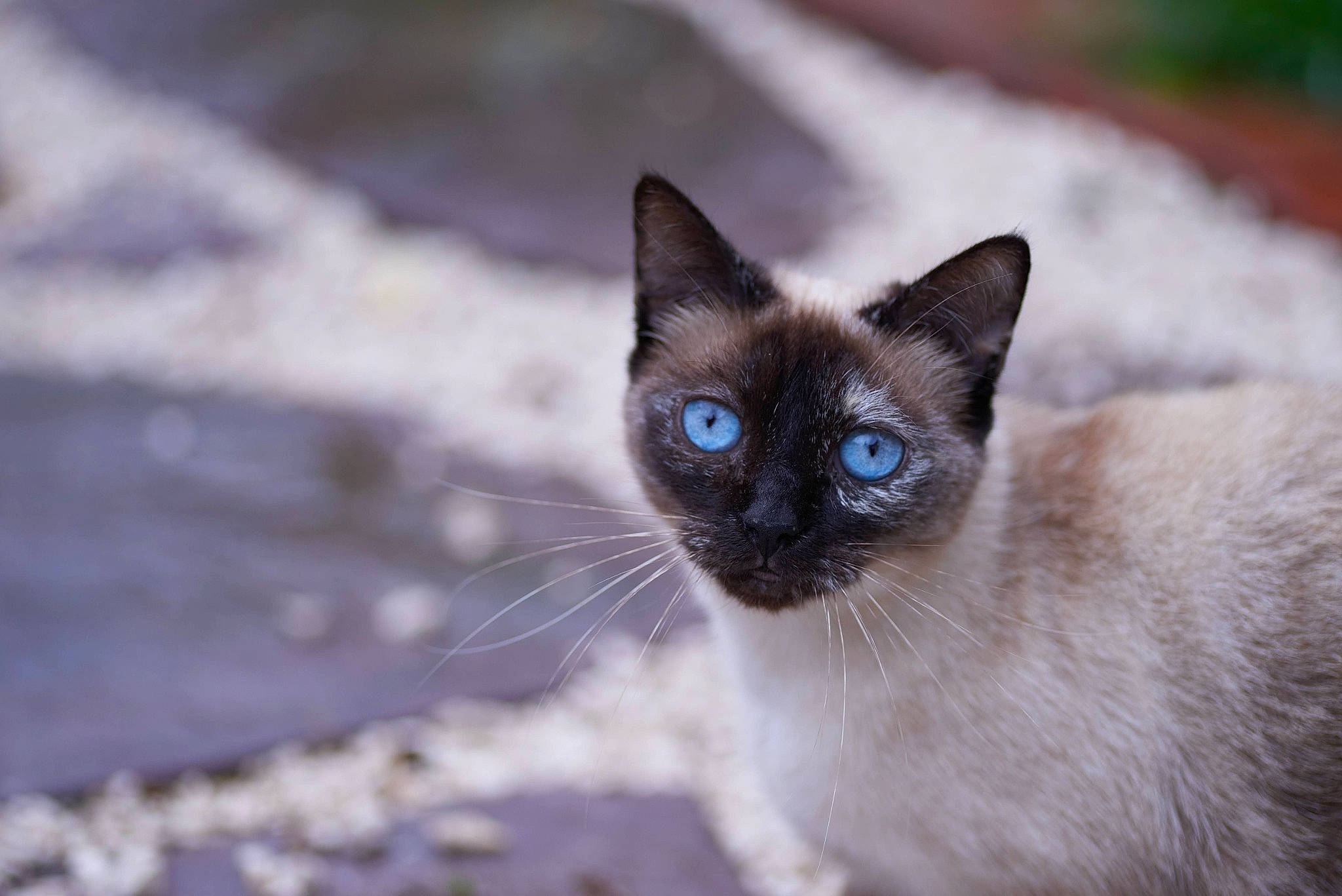 Sweetie a rejoint le concours — aidez-le/la à gagner de superbes lots ! carnivore, cat, electric_blue, felidae, fur, siamese, small_to_medium_sized_cats, snout, terrestrial_animal, whiskers, wildlife