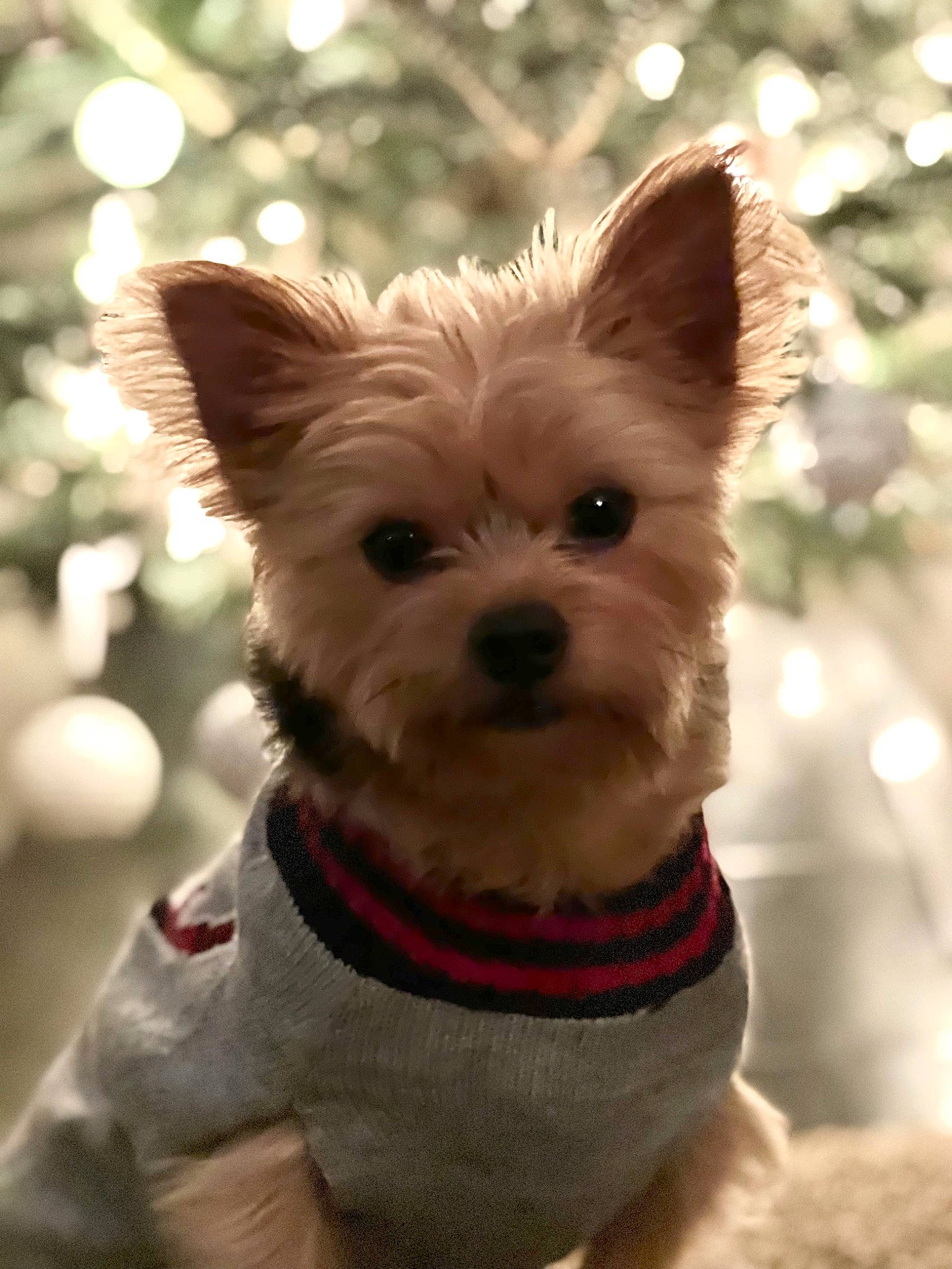 Nash is registered to the contest to win money with this photo: canidae, carnivore, collar, companion_dog, dog, dog_breed, dog_clothes, dog_collar, dog_supply, event, fawn, mammal, small_terrier, snout, sporting_group, terrestrial_animal, terrier, toy_dog, vertebrate, working_animal