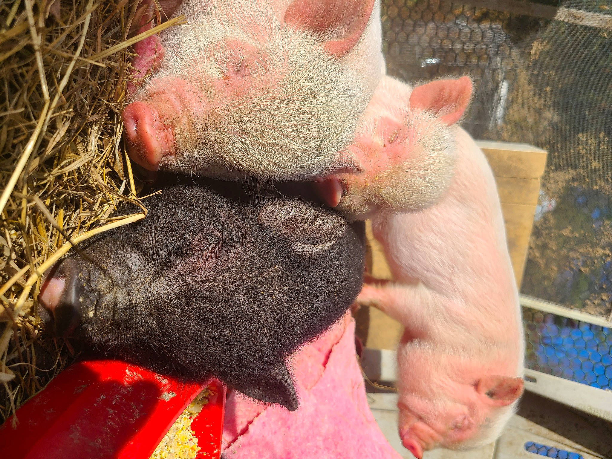 Gary Mcpigglz joined the competition — help win amazing prizes! claw, domestic_pig, event, fawn, finger, flesh, fur, grass, livestock, nail, snout, suidae, tail, terrestrial_animal, thumb, vertebrate, wool, wrinkle