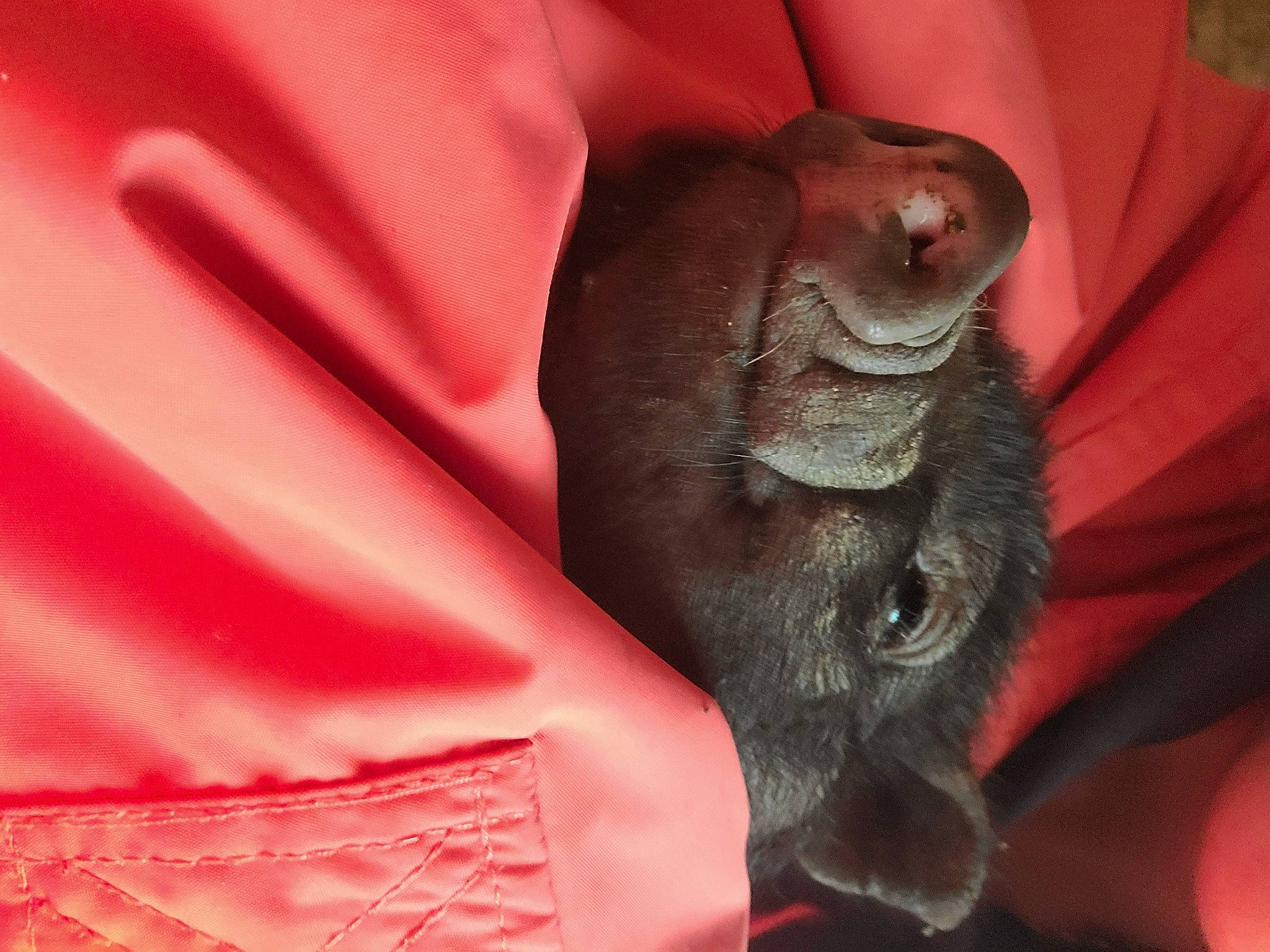 Gary Mcpigglz joined the competition — help win amazing prizes! carmine, close_up, comfort, flesh, fur, grey, linens, magenta, nail, peach, petal, pink, satin, snout, tail, terrestrial_animal, whiskers, wrinkle