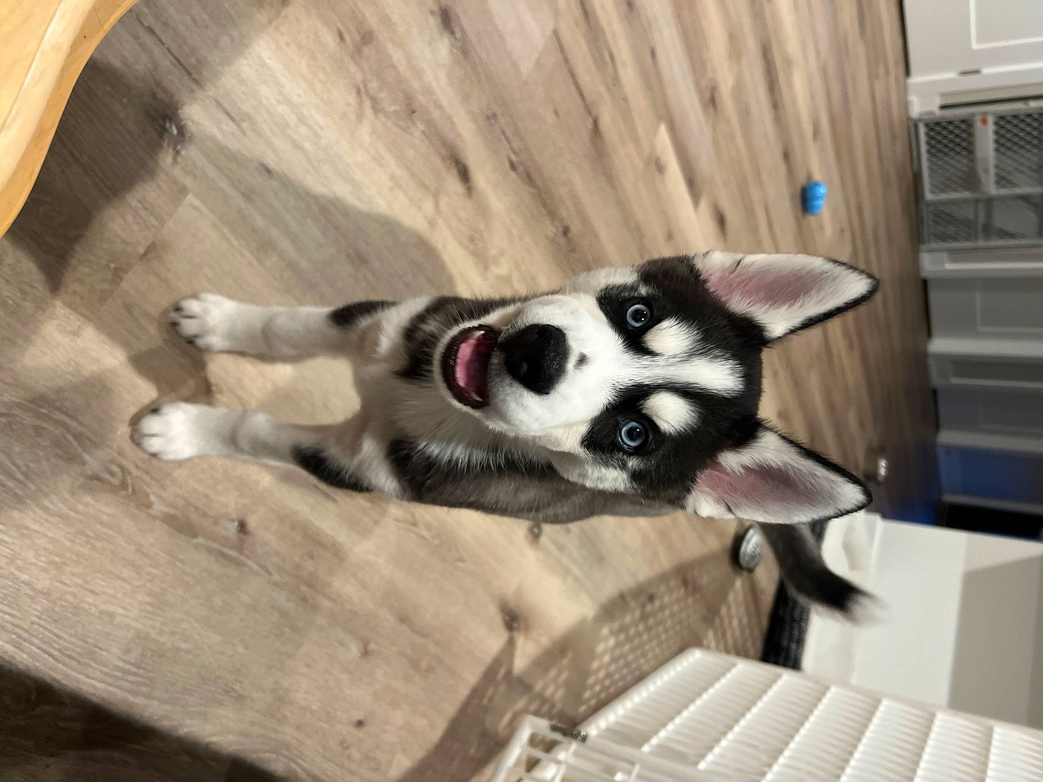 Kevin is registered to the contest to win money with this photo: canidae, carnivore, collar, comfort, companion_dog, dog, dog_breed, dog_supply, fawn, felidae, flooring, fur, hardwood, siberian_husky, small_to_medium_sized_cats, snout, sporting_group, tail, whiskers, wood