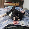 Pims participe au concours pour gagner de l'argent avec cette photo : bed, bedding, bedroom, black_and_white, blanket, cozy, dog, ears, furniture, home, indoor, lying_down, paws, pet, portrait, relaxed, resting, sleeping, snout, television