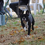 Pims a rejoint le concours — aidez-le/la à gagner de superbes lots ! alert, animal, black_and_white, chairs, daylight, dog, ears, fallen_leaves, french_bulldog, garden, grass, outdoor, patio, pet, portrait, short_snout, standing, walking, watering_can, yard
