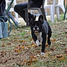 alert, animal, black_and_white, chairs, daylight, dog, ears, fallen_leaves, french_bulldog, garden, grass, outdoor, patio, pet, portrait, short_snout, standing, walking, watering_can, yard
