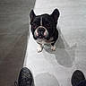 Pims a rejoint le concours — aidez-le/la à gagner de superbes lots ! animal, black_and_white, collar, dog, ears, floor, french_bulldog, human_feet, indoors, looking_up, office_chair, paws, pet, photography, portrait, shadows, short_snout, standing, tile, wrinkled_face