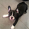 animal, black_and_white, black_fur, camera_facing, cute, date_stamp, dog, ears, french_bulldog, home, indoor, lying_down, paws, pet, pet_carrier, portrait, puppy, short_snout, tile_floor, white_markings
