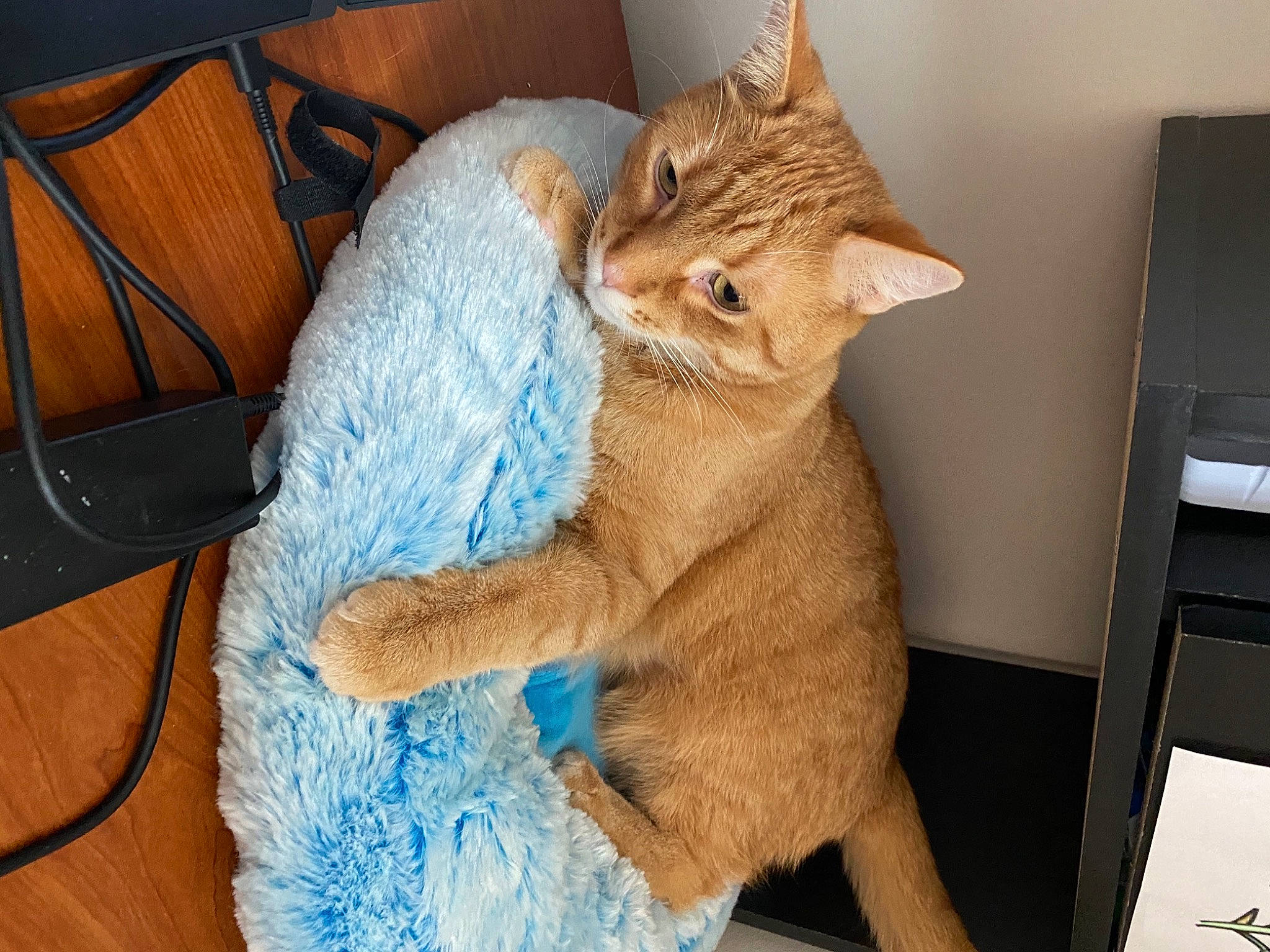 Oj is registered to the contest to win money with this photo: carnivore, cat, claw, comfort, domestic_short_haired_cat, fawn, felidae, foot, fur, gesture, human_leg, lap, nap, paw, sleep, small_to_medium_sized_cats, snout, tail, thread, whiskers