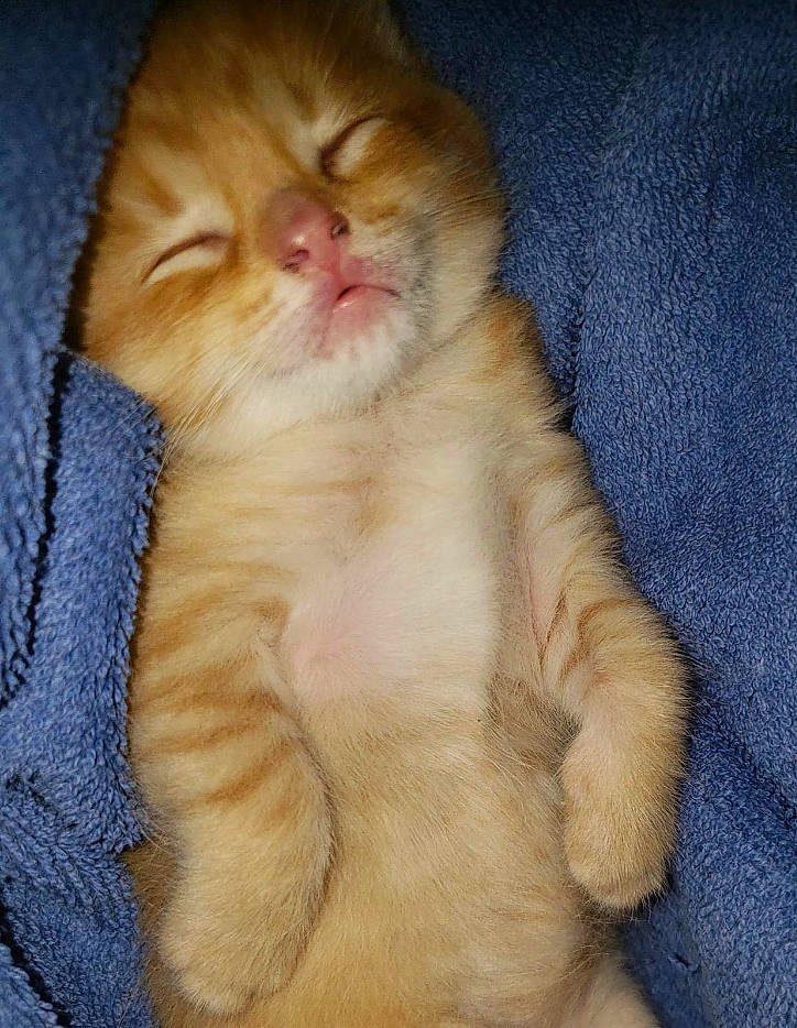 Oj joined the competition — help win amazing prizes! carnivore, cat, claw, comfort, domestic_short_haired_cat, ear, electric_blue, fawn, felidae, foot, fur, gesture, nail, nap, paw, peach, small_to_medium_sized_cats, snout, tail, whiskers