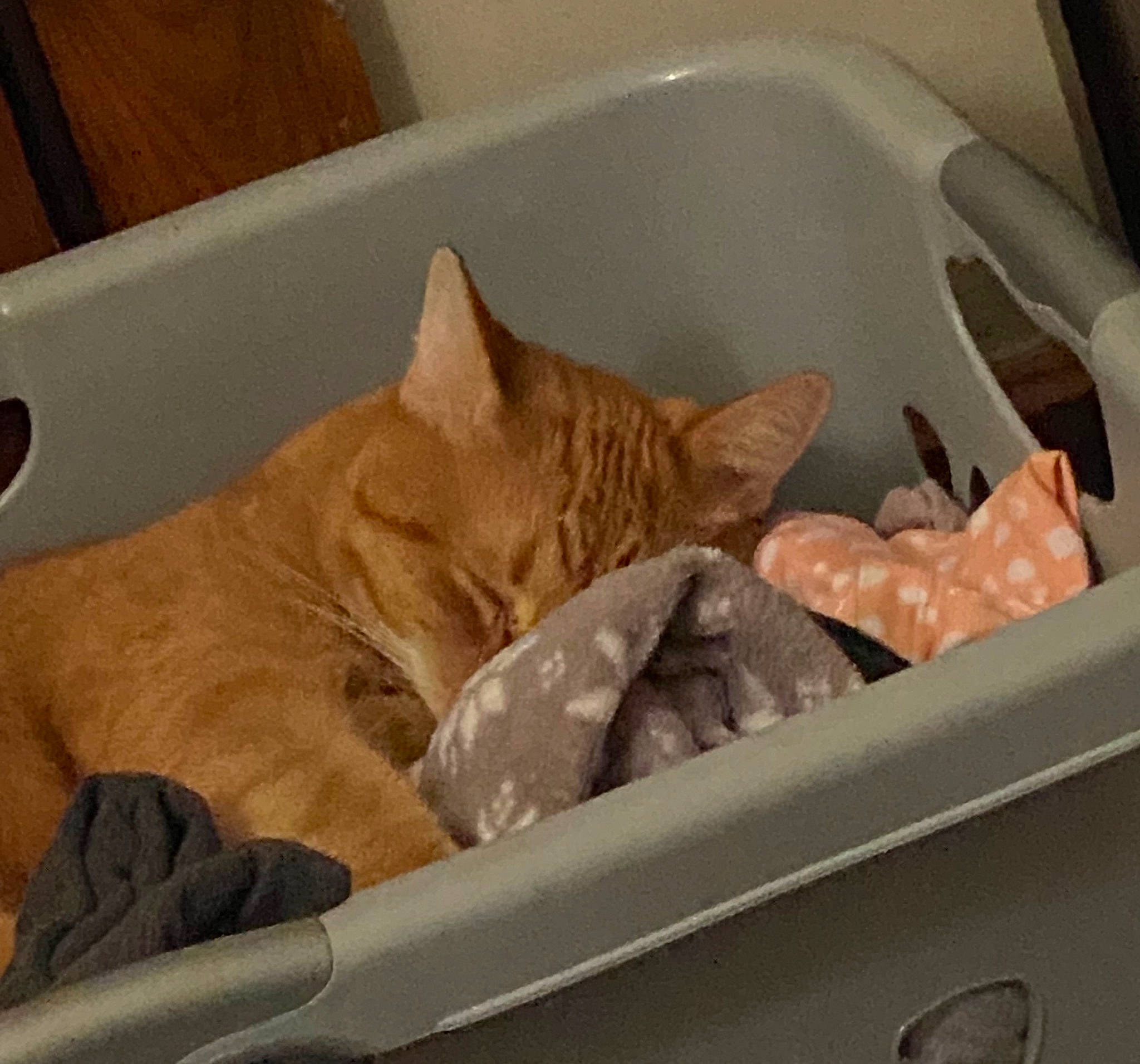 Oj is registered to the contest to win money with this photo: animal_feed, bathing, bathtub, carnivore, cat, cat_supply, comfort, comfort_food, domestic_short_haired_cat, fawn, felidae, fur, nap, pet_supply, small_to_medium_sized_cats, snout, tail, vertebrate, whiskers, wood