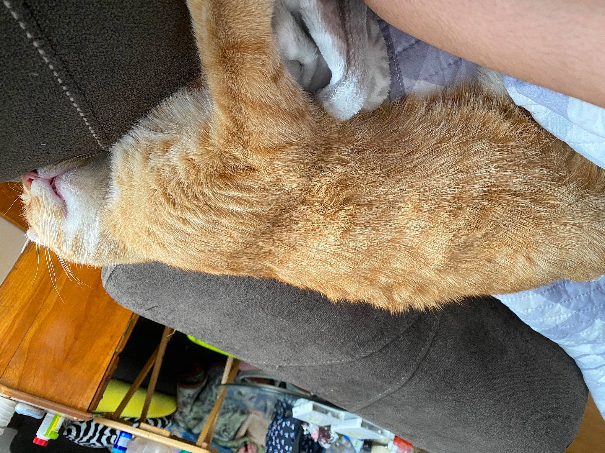 Oj joined the competition — help win amazing prizes! carnivore, cat, claw, collar, comfort, dog_breed, domestic_short_haired_cat, fawn, felidae, foot, fur, human_leg, nap, paw, small_to_medium_sized_cats, tail, wallaby, whiskers, wood, wool