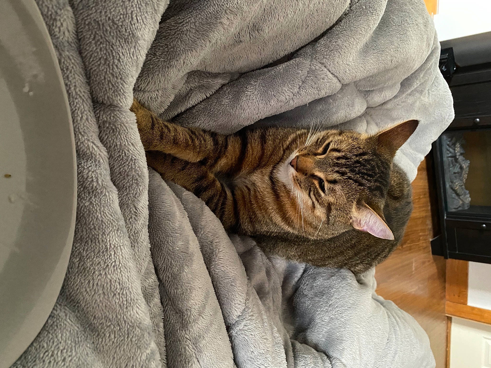 Skittles joined the competition — help win amazing prizes! bed, bedding, carnivore, cat, comfort, fawn, felidae, flooring, fur, grey, human_leg, leg, linens, pattern, small_to_medium_sized_cats, snout, tail, textile, whiskers, wood