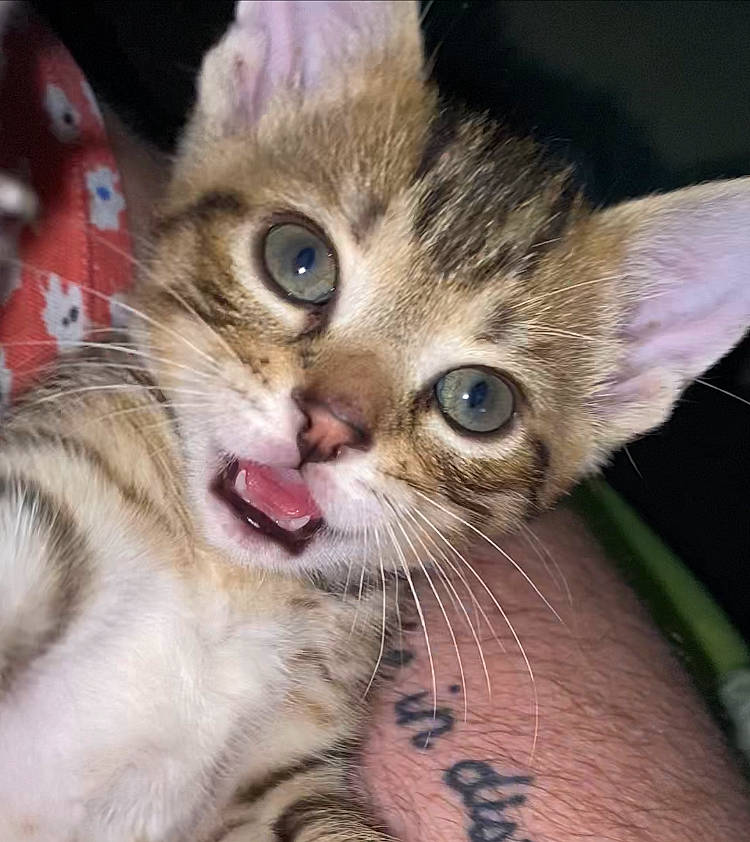 Skittles is registered to the contest to win money with this photo: carnivore, cat, claw, close_up, domestic_short_haired_cat, ear, eye, eyelash, fang, felidae, fur, gesture, head, iris, jaw, paw, small_to_medium_sized_cats, snout, terrestrial_animal, whiskers