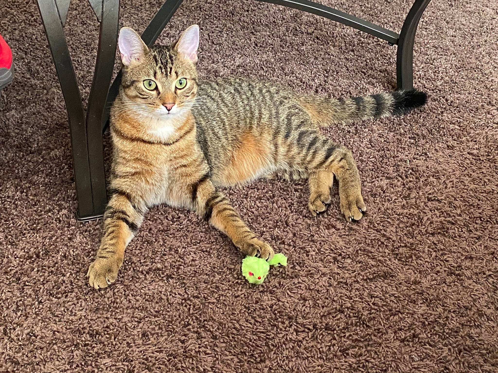 Skittles joined the competition — help win amazing prizes! carnivore, cat, domestic_short_haired_cat, fawn, felidae, foot, fur, grass, paw, road_surface, sand, sitting, small_to_medium_sized_cats, snout, soil, tail, terrestrial_animal, tree, whiskers, wildlife