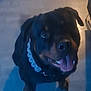 Tyson is registered to the contest to win money with this photo: dog, rottweiler, tongue_out, pet, indoor, floor, wooden_floor, collar, black_dog, sitting, looking_up, canine, happy, animal, companion, domestic_animal, cute, friendly, portrait, shadow