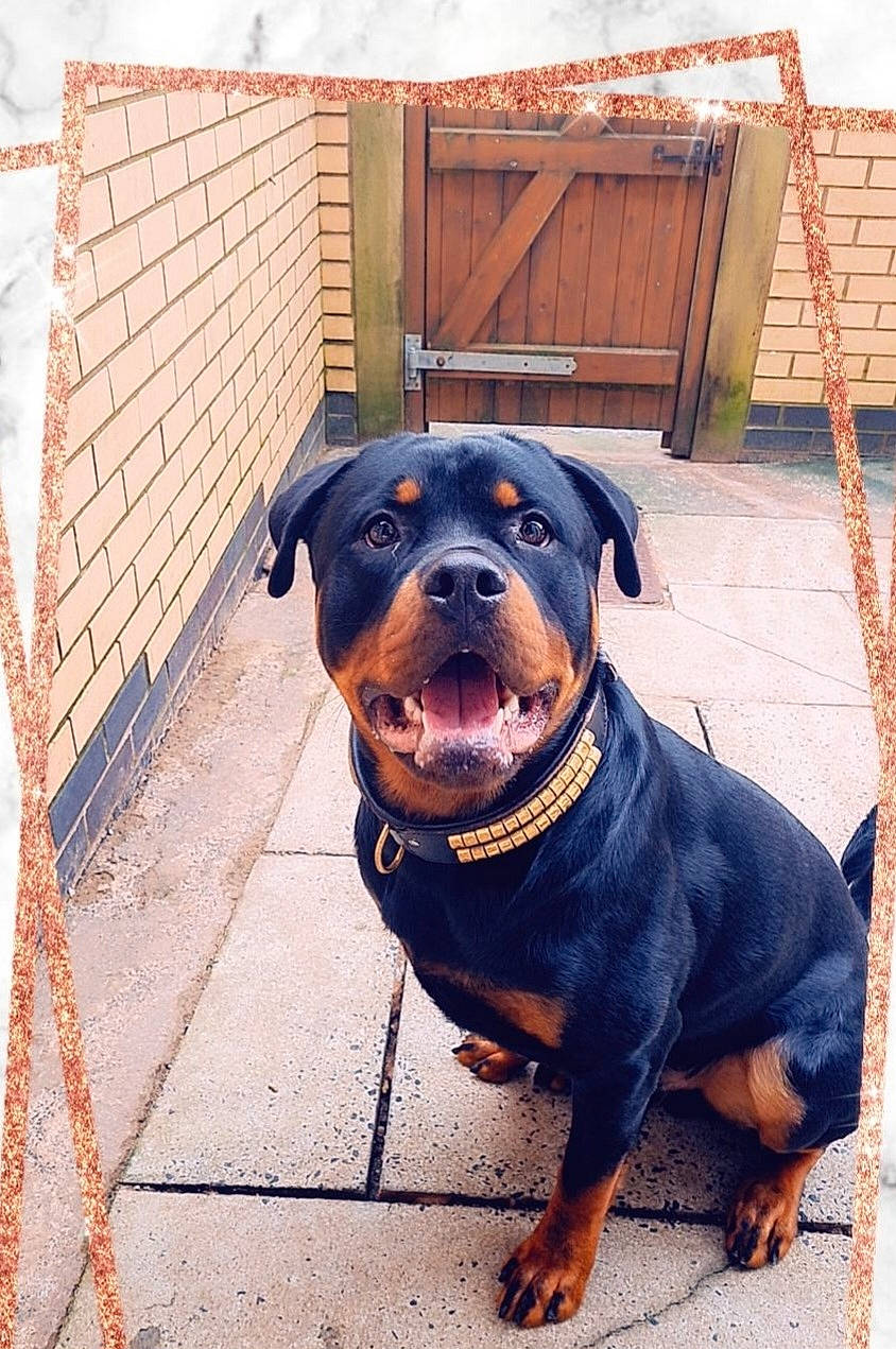 Tyson is registered to the contest to win money with this photo: brick, brickwork, canidae, carnivore, collar, companion_dog, dog, dog_breed, dog_collar, door, fawn, guard_dog, liver, pet_supply, rottweiler, snout, terrestrial_animal, wood, working_animal, working_dog