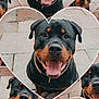 animal, black_and_brown, canine, closeup, collage, collar, cute, dog, friendly, happy, heart_shape, multiple, outdoor, pavement, pet, playful, portrait, rottweiler, smiling, tongue_out
