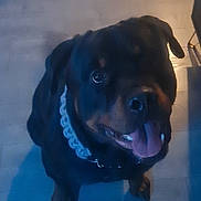 Tyson is registered to the contest to win money with this photo: dog, rottweiler, tongue_out, pet, indoor, floor, wooden_floor, collar, black_dog, sitting, looking_up, canine, happy, animal, companion, domestic_animal, cute, friendly, portrait, shadow