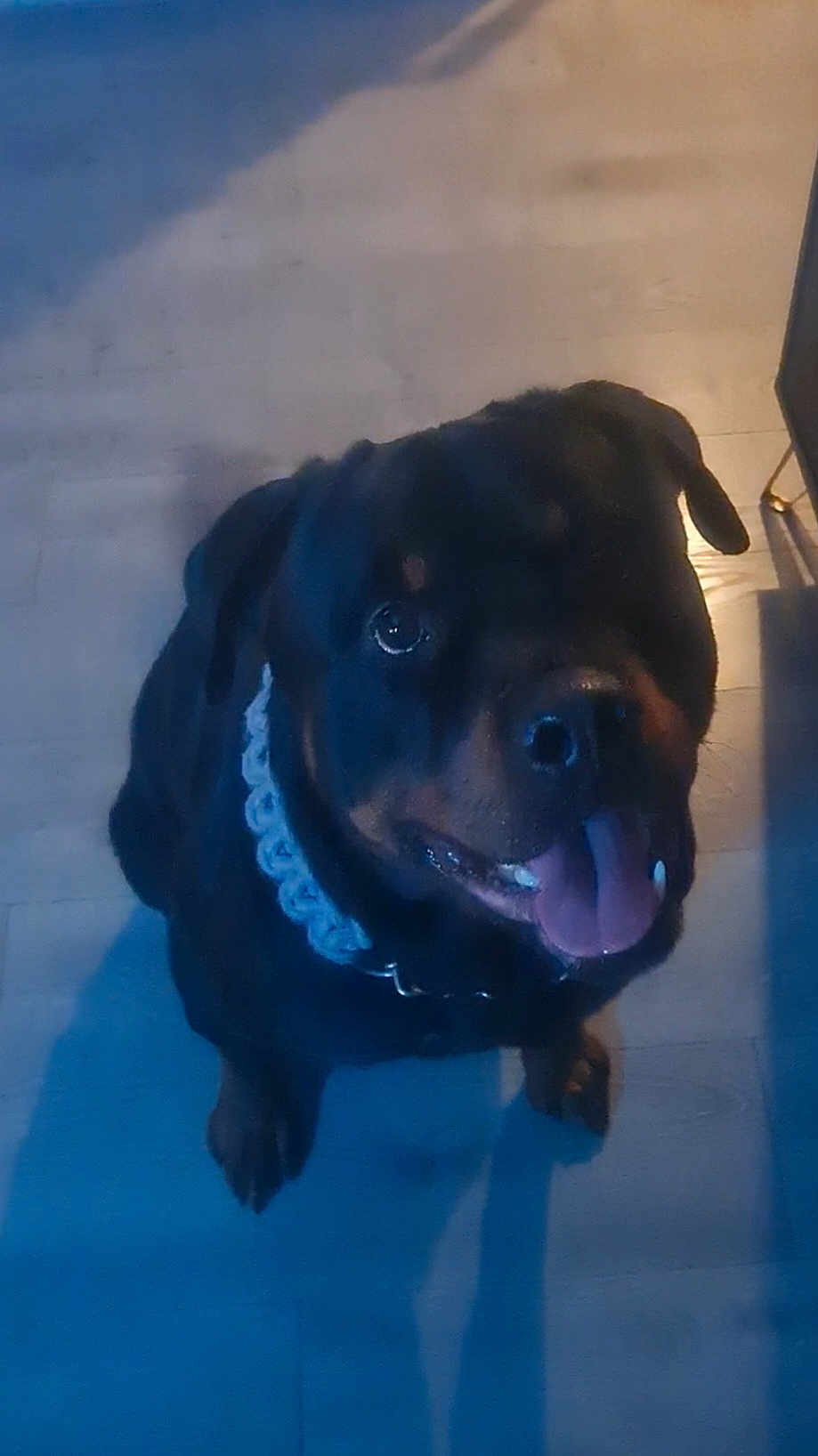 Tyson is registered to the contest to win money with this photo: dog, rottweiler, tongue_out, pet, indoor, floor, wooden_floor, collar, black_dog, sitting, looking_up, canine, happy, animal, companion, domestic_animal, cute, friendly, portrait, shadow