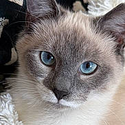 Luna Aurora joined the competition — help win amazing prizes! cat, blue_eyes, close_up, fur, whiskers, pet, animal, indoor, cozy, blanket, patterned_fabric, face, ears, nose, cute, resting, soft_texture, mammal, portrait, feline