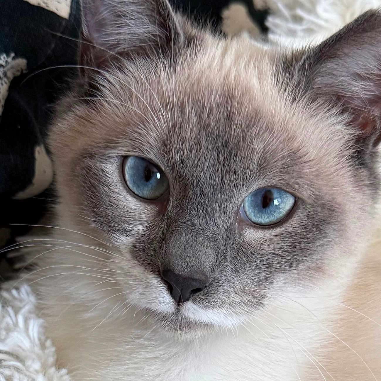 Luna Aurora