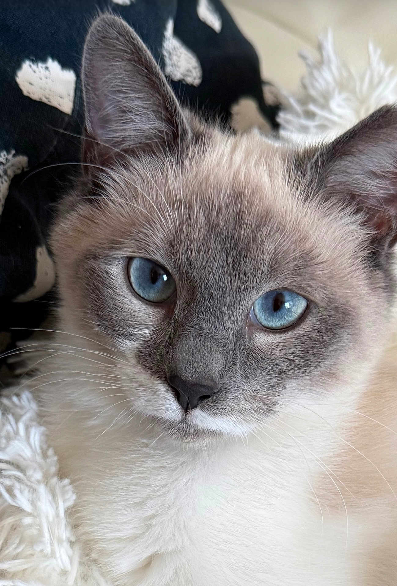 Luna Aurora joined the competition — help win amazing prizes! cat, blue_eyes, close_up, fur, whiskers, pet, animal, indoor, cozy, blanket, patterned_fabric, face, ears, nose, cute, resting, soft_texture, mammal, portrait, feline
