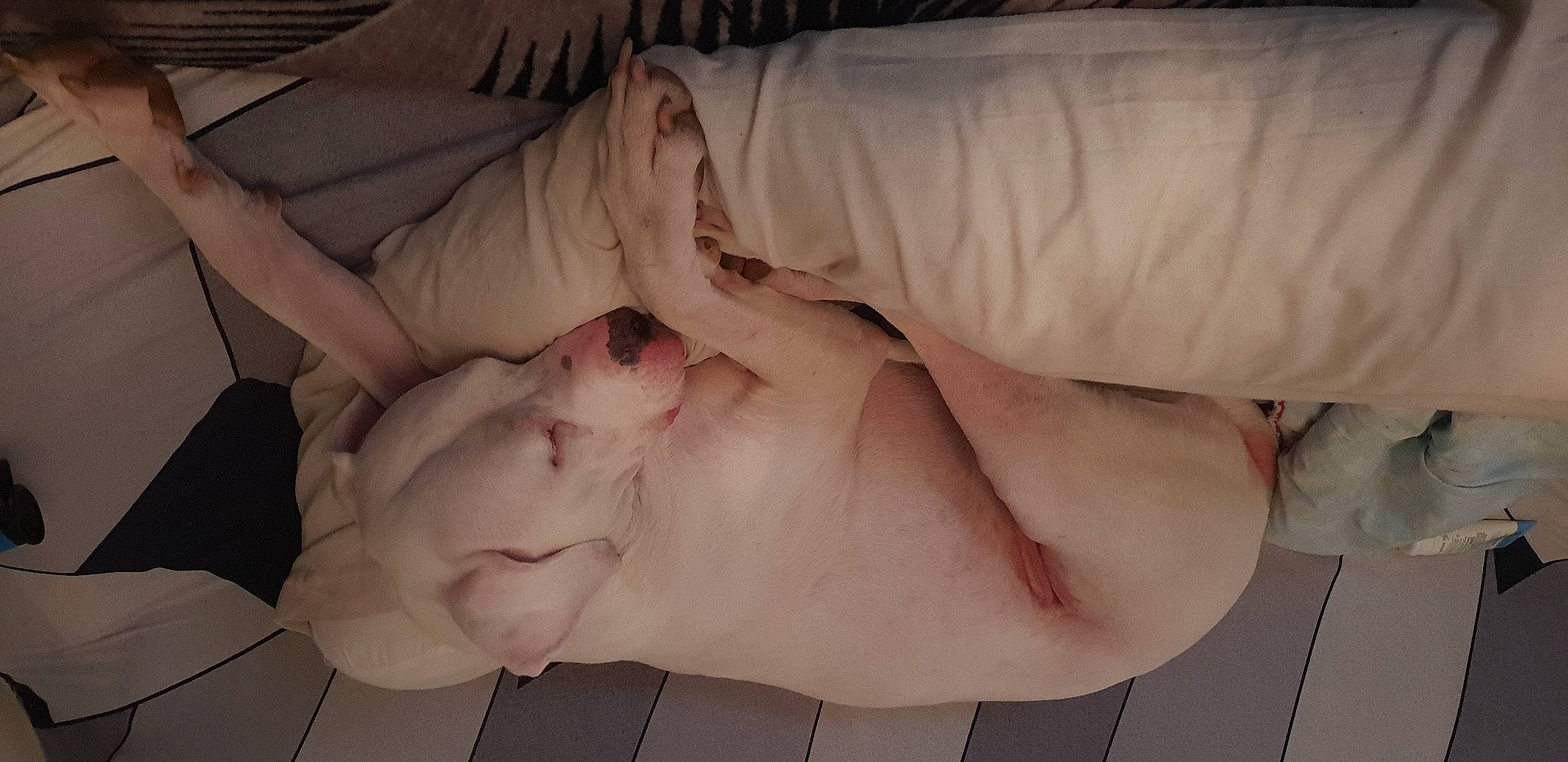 Mustang participe au concours pour gagner de l'argent avec cette photo : bed, comfort, elbow, finger, flesh, foot, gesture, hand, human_leg, knee, linens, nail, room, thumb, wrist