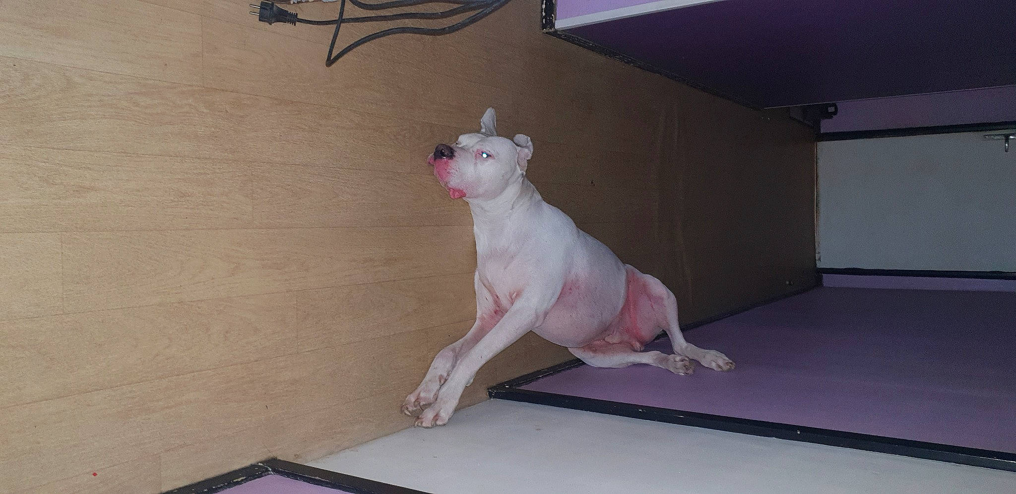 Mustang a rejoint le concours — aidez-le/la à gagner de superbes lots ! art, carnivore, companion_dog, dog, dog_breed, fawn, felidae, floor, flooring, foot, hardwood, paw, plaster, small_to_medium_sized_cats, snout, tail, terrestrial_animal, toy, whiskers, wood