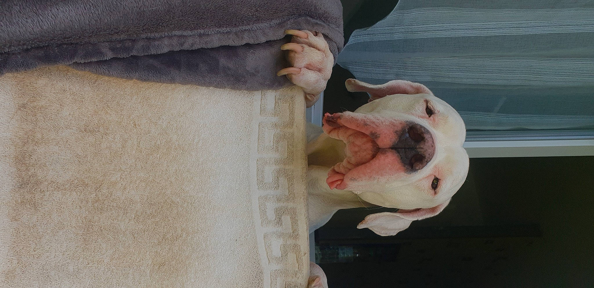 Mustang participe au concours pour gagner de l'argent avec cette photo : button, carnivore, collar, comfort, companion_dog, dog, dog_breed, ear, fawn, foot, fur, human_leg, leg, linens, pet_supply, sleeve, snout, sporting_group, working_animal, wrinkle