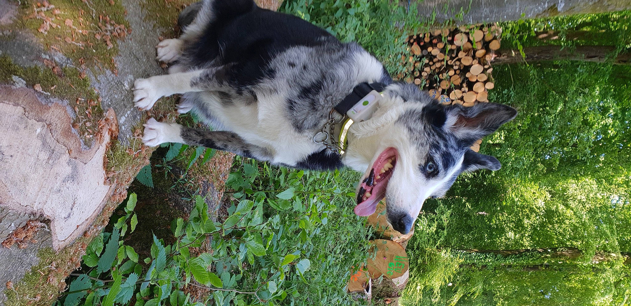 Kiss a rejoint le concours — aidez-le/la à gagner de superbes lots ! australian_cattle_dog, canidae, canis, carnivore, collar, companion_dog, dog, dog_breed, dog_collar, grass, herding_dog, non_sporting_group, plant, snout, sporting_group, tail, tree, wolf, working_animal, working_dog