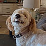 dog, pet, canine, collar, indoor, couch, living_room, lamp, furniture, kitchen, smile, teeth, funny, fur, brown, white, animal, portrait, cute, domestic