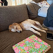 Willow is registered to the contest to win money with this photo: dog, sleeping, couch, brown, notebook, floral_pattern, phone, home, indoor, relaxation, pet, fur, collar, window, blanket, fireplace, pillow, person_partial, casual_clothing, light