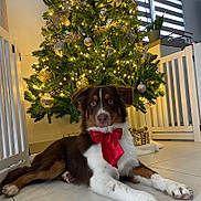 Vaïka a rejoint le concours — aidez-le/la à gagner de superbes lots ! dog, christmas_tree, red_bow, indoor, festive, holiday_decorations, lights, ornaments, floor, tile_floor, gift_box, pet, brown_and_white, relaxed, holiday, decor, home, celebration, cute, animal