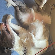 Albus Dumbledore is registered to the contest to win money with this photo: dog, lying_down, cushion, blue_chair, indoor, fur, relaxed, pet, canister, camera, cord, white_fur, brown_fur, sleeping, paw, belly_up, furniture, household, cozy, resting