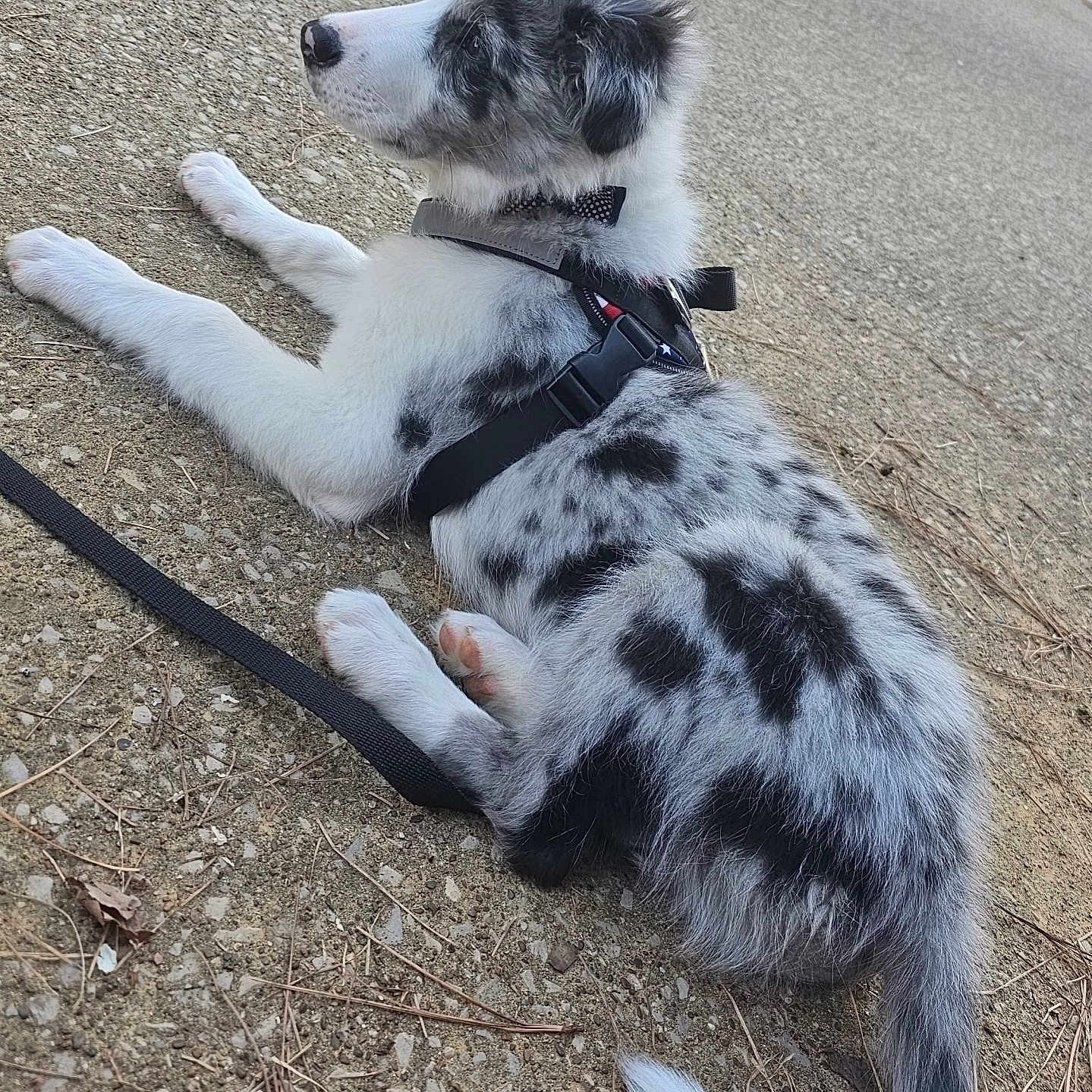 Albus Dumbledore is registered to the contest to win money with this photo: adorable, animal, bow_tie, canine, cute, dog, fur, ground, harness, laying_down, leash, nature, outdoor, pet, puppy, resting, side_view, spotted, tail, young_dog