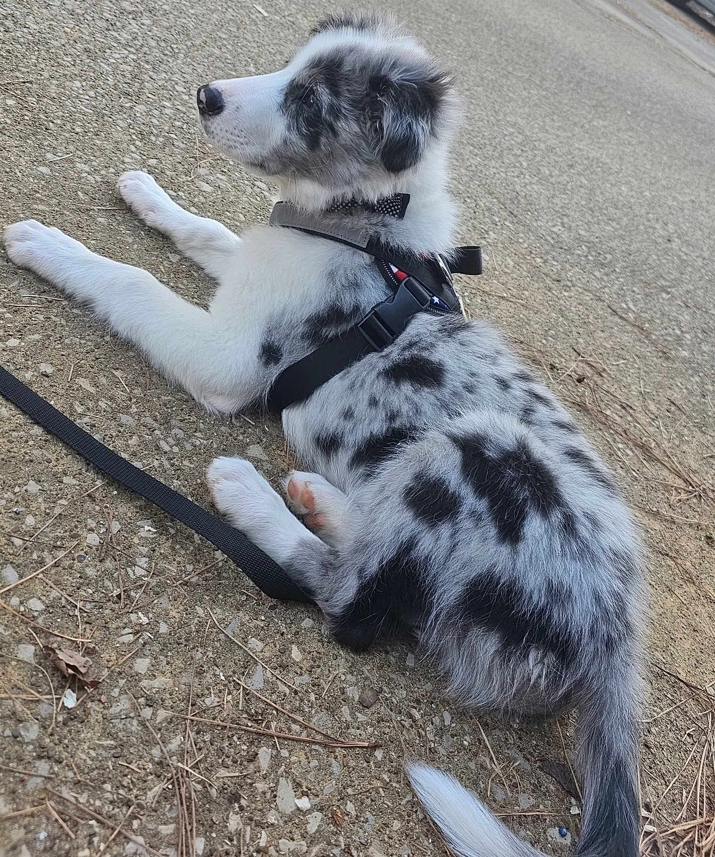 Albus Dumbledore is registered to the contest to win money with this photo: puppy, dog, animal, outdoor, leash, harness, bow_tie, fur, spotted, laying_down, side_view, tail, young_dog, pet, cute, canine, nature, ground, resting, adorable